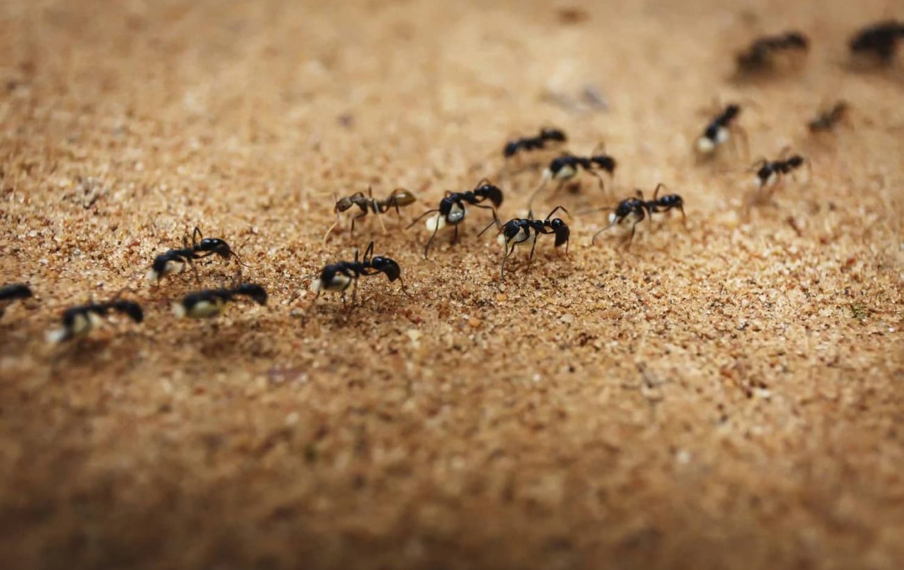 LET’S LEARN FROM ANTS