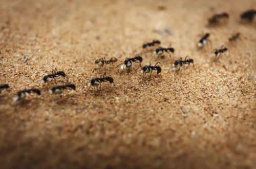 LET’S LEARN FROM ANTS