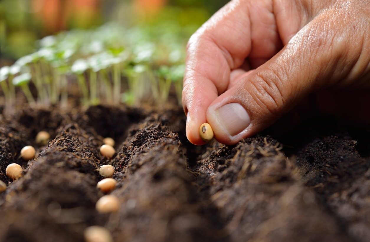 MIND THE SEEDS YOU ARE SOWING