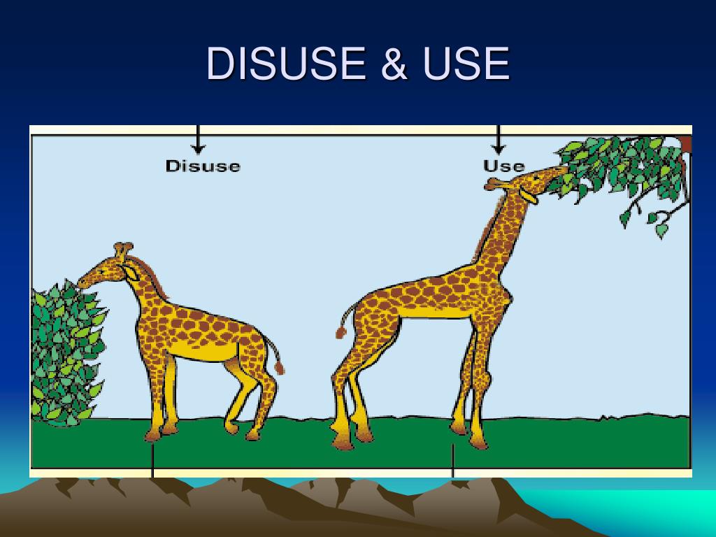 THE LAW OF USE AND DISUSE