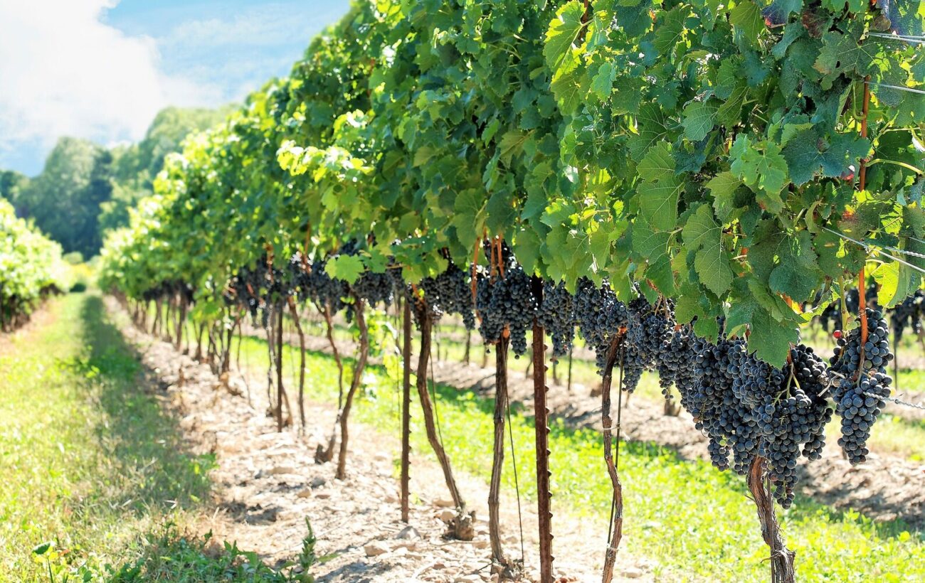 THE “VINE-BRANCH” PRINCIPLE